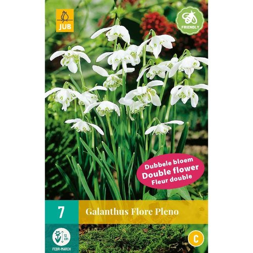 JUB Holland Galanthus Flore Pleno