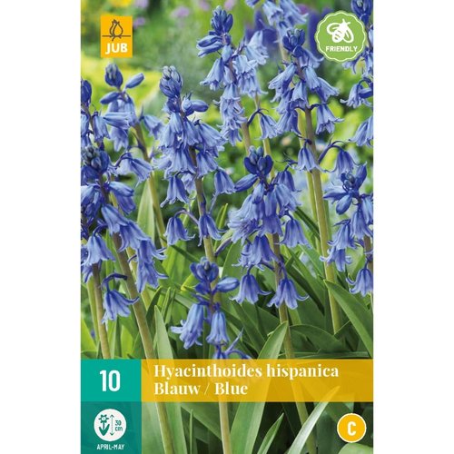 JUB Holland Hyacinthoides hisp. Blauw