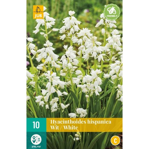 JUB Holland Hyacinthoides hisp. Wit