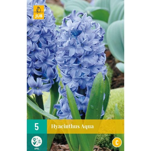 JUB Holland Hyacinthus Aqua