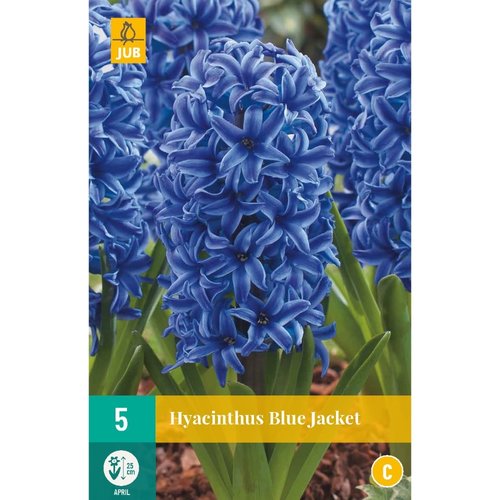 JUB Holland Hyacinthus Blue Jacket