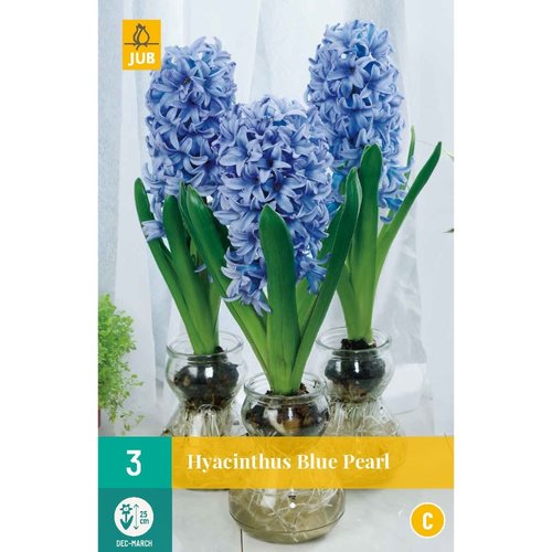 JUB Holland Hyacinthus Blue Pearl