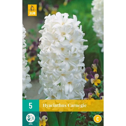 JUB Holland Hyacinthus Carnegie