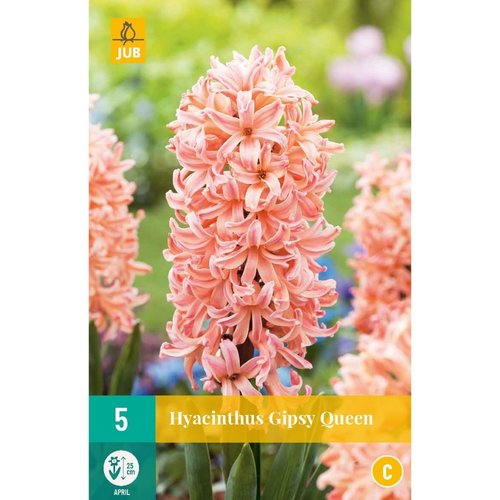 JUB Holland Hyacinthus Gipsy Queen