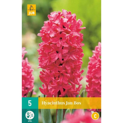 JUB Holland Hyacinthus Jan Bos