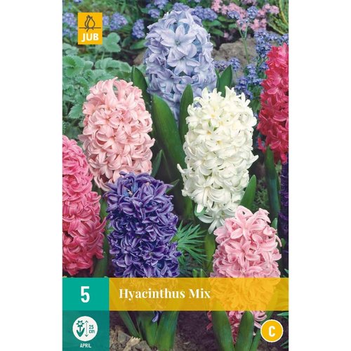 JUB Holland Hyacinthus Mix