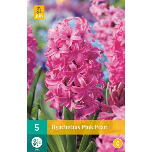 JUB Holland Hyacinthus Pink Pearl