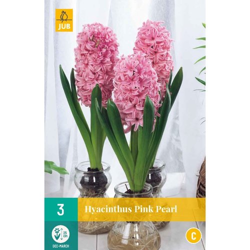 JUB Holland Hyacinthus Pink Pearl