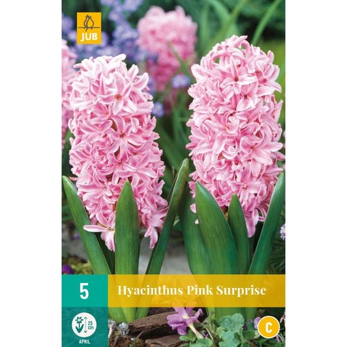 JUB Holland Hyacinthus Pink Surprise