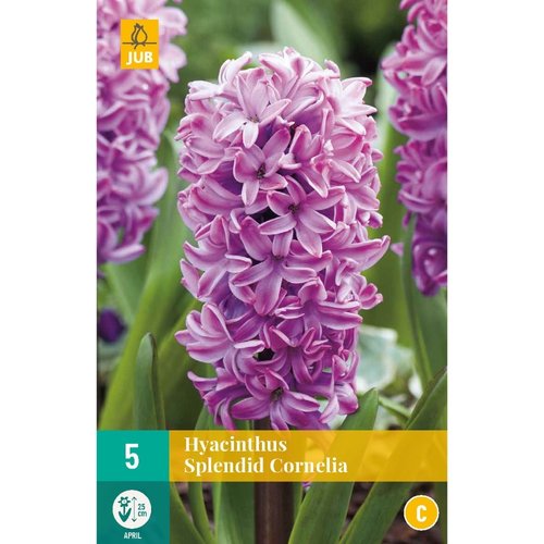 JUB Holland Hyacinthus Splendid Cornelia