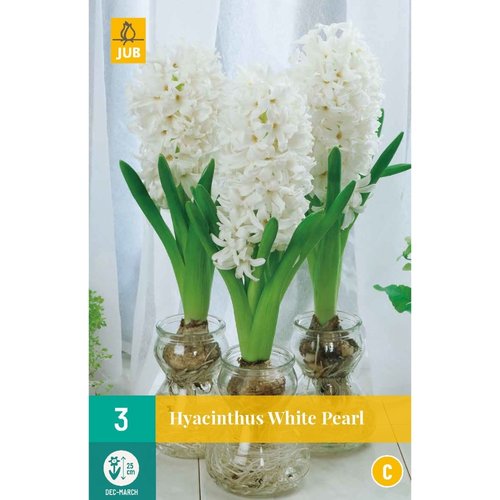 JUB Holland Hyacinthus White Pearl