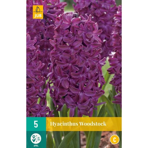 JUB Holland Hyacinthus Woodstock