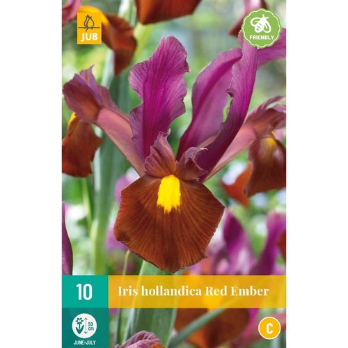 JUB Holland Iris hollandica Red Ember