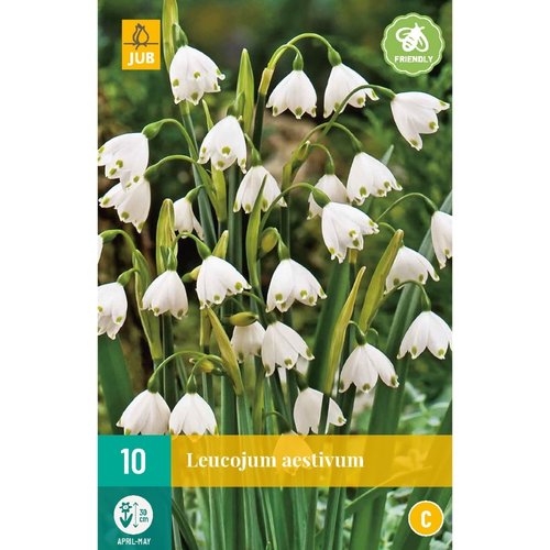 JUB Holland Leucojum aestivum