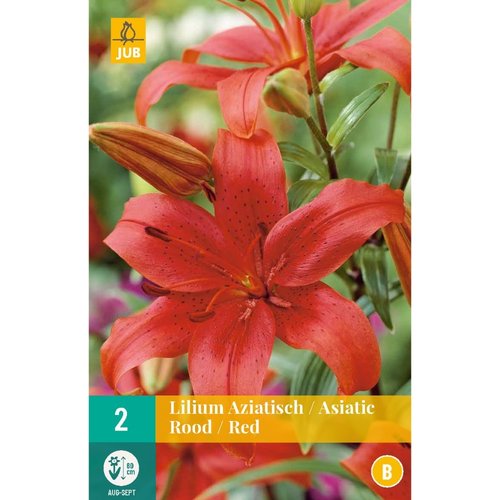 JUB Holland Lilium aziatisch Rood