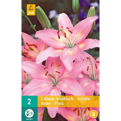 JUB Holland Lilium aziatisch Roze