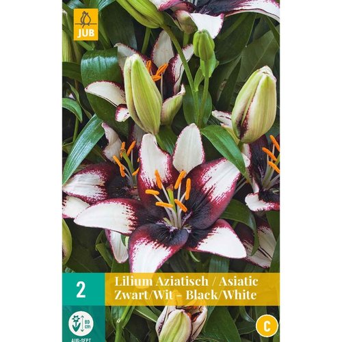 JUB Holland Lilium aziatisch Zwart-Wit