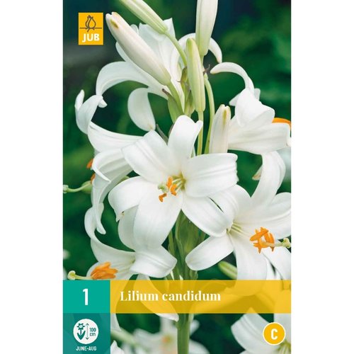 JUB Holland Lilium candidum