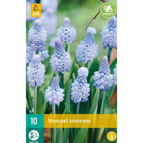 JUB Holland Muscari azureum