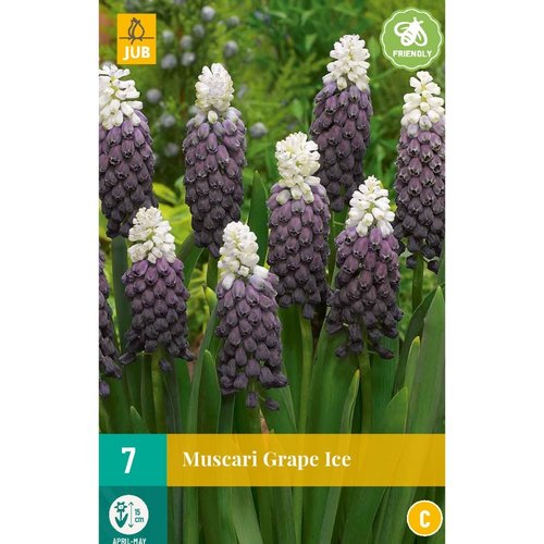 JUB Holland Muscari Grape Ice