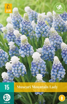 JUB Holland Muscari Mountain Lady