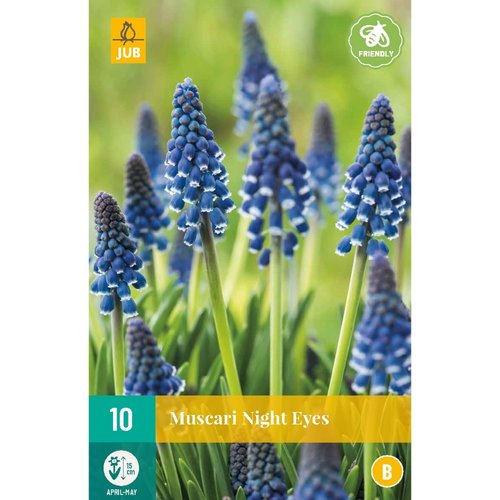 JUB Holland Muscari Night Eyes