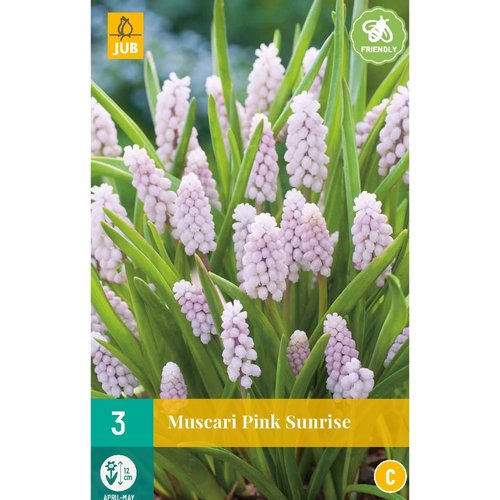 JUB Holland Muscari Pink Sunrise