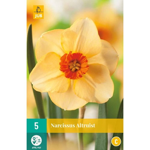 JUB Holland Narcissus Altruist