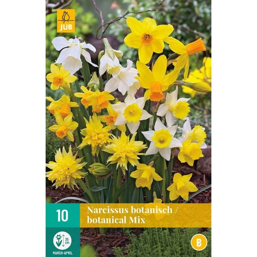 JUB Holland Narcissus Botanisch Mix