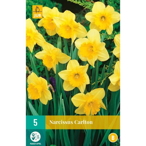 JUB Holland Narcissus Carlton