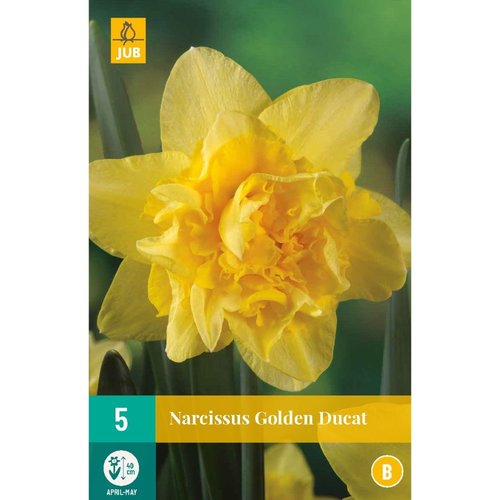 JUB Holland Narcissus Golden Ducat