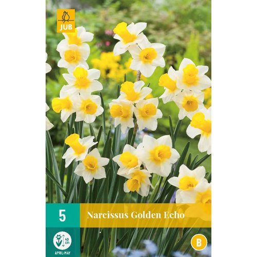 JUB Holland Narcissus Golden Echo