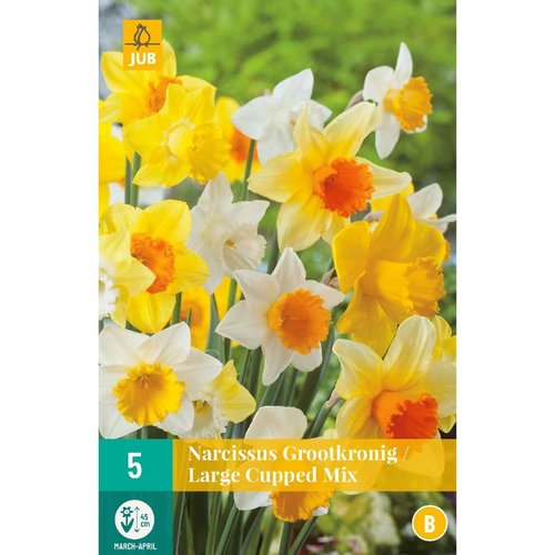 JUB Holland Narcissus Grootkronig Mix