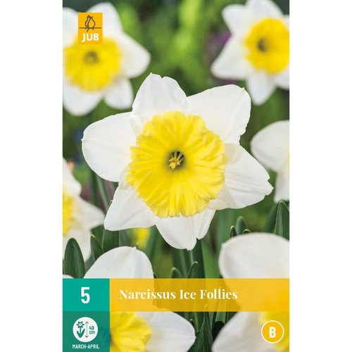 JUB Holland Narcissus Ice Follies