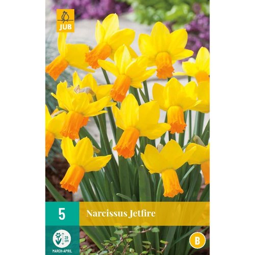 JUB Holland Narcissus Jetfire