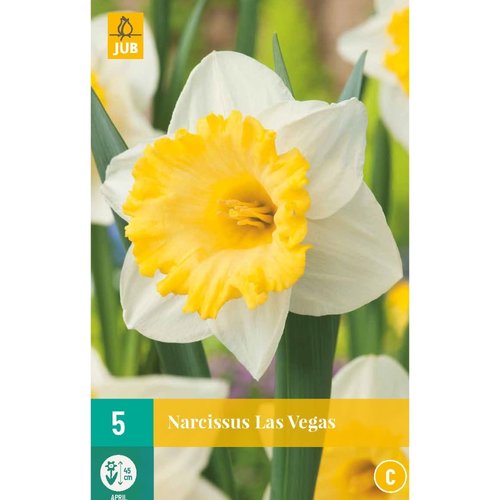 JUB Holland Narcissus Las Vegas