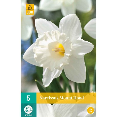 JUB Holland Narcissus Mount Hood