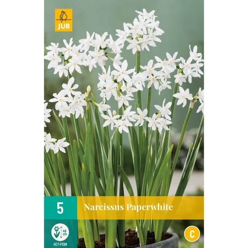 JUB Holland Narcissus Paperwhite