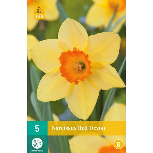 JUB Holland Narcissus Red Devon