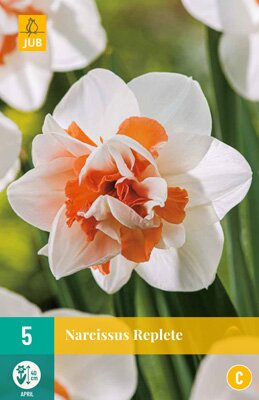 JUB Holland Narcissus Replete