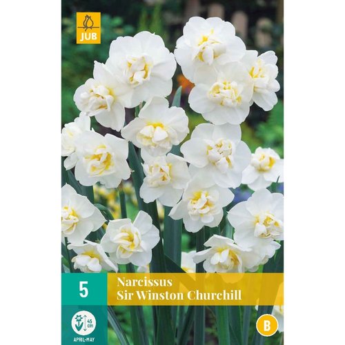 JUB Holland Narcissus Sir Winston Churchill