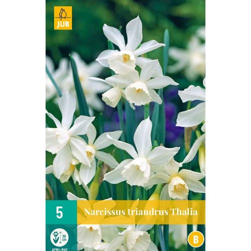 JUB Holland Narcissus triandrus Thalia