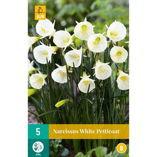 JUB Holland Narcissus White Petticoat