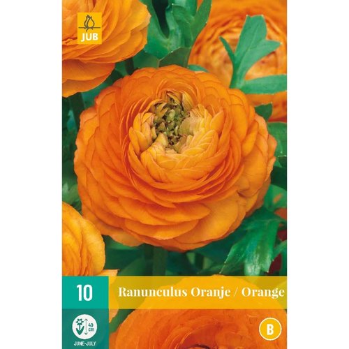 JUB Holland Ranunculus Oranje