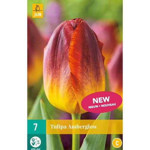 JUB Holland Tulipa Amberglow