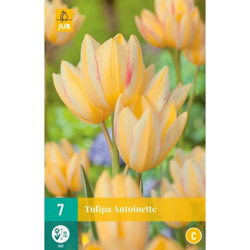 JUB Holland Tulipa Antoinette