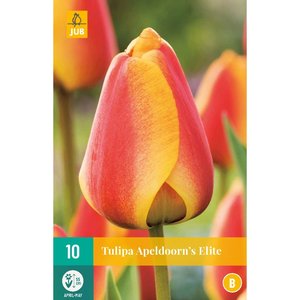 JUB Holland Tulipa Apeldoorn's Elite
