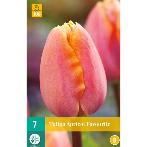 JUB Holland Tulipa Apricot Favourite