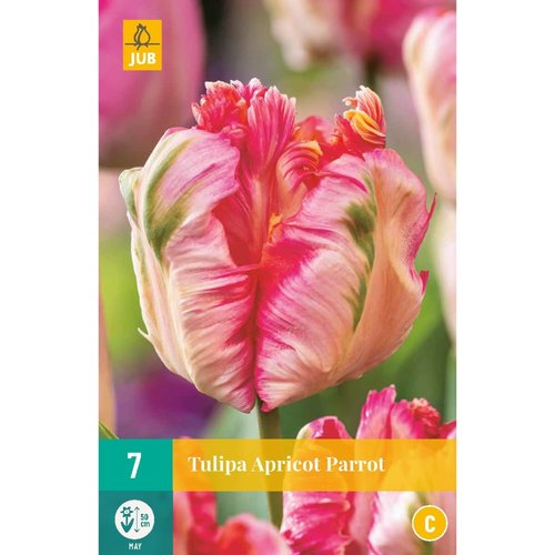 JUB Holland Tulipa Apricot Parrot