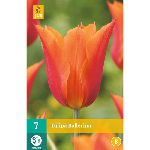 JUB Holland Tulipa Ballerina